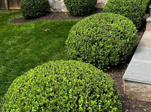 Christian C.'s Bush Trimming service result