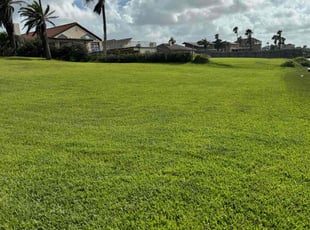 Charlie W.'s grass maintenance service result
