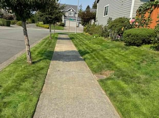 Chris B.'s lawn maintenance service result