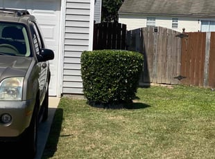 Mark F.'s Bush Trimming service result