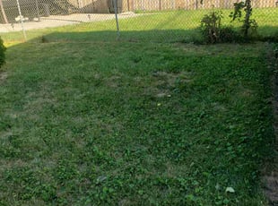 Mary W.'s Bush Trimming service result
