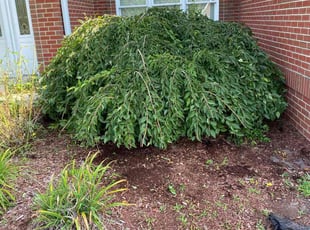 Richard G.'s Bush Trimming service result