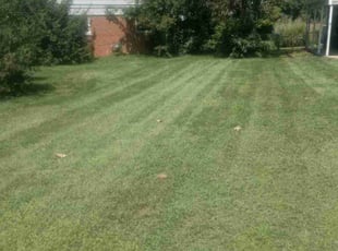 Sterling U.'s turf care service result