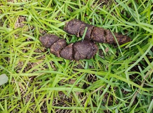 Lourdes C.'s turf maintenance service result