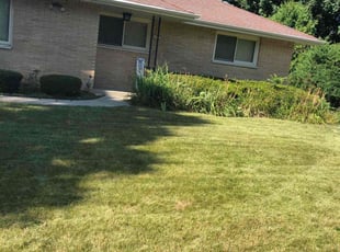Maureen C.'s Bush Trimming service result