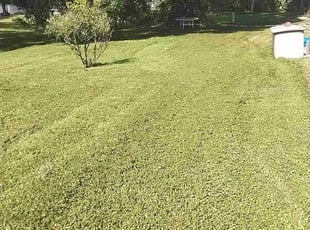 Sandra S.'s lawn maintenance service result