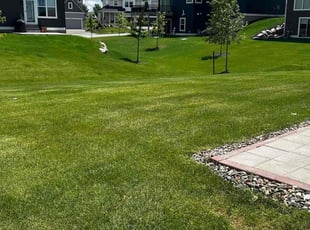 Kristen M.'s lawn care service result