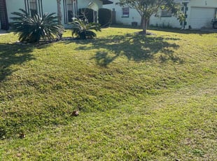 Tiffany M.'s lawn maintenance service result