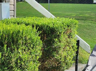 Emily L.'s Bush Trimming service result