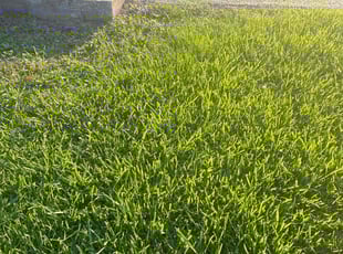 Chris M.'s lawn service service result