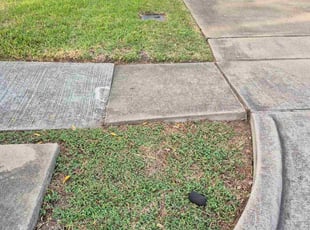 Christina T.'s turf care service result