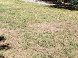 Ray B.'s grass cutting service result
