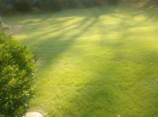Valerie G.'s lawn care services service result