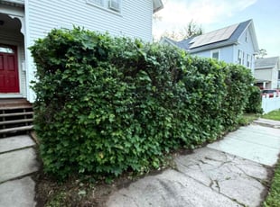 Tierrany S.'s Bush Trimming service result