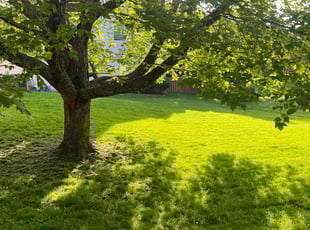 Lidia G.'s turf maintenance service result