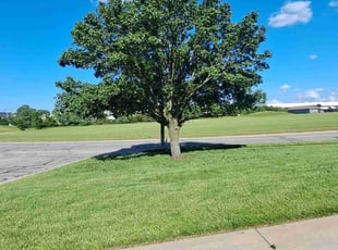 Mitchell O.'s Tree Care service result