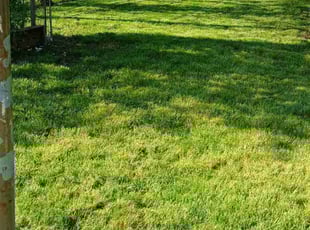 Heidi F.'s grass cutting service result