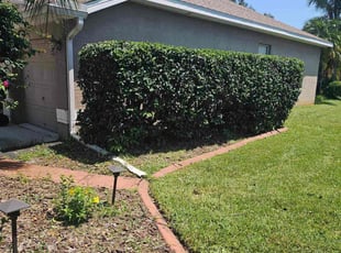 Mindy S.'s Bush Trimming service result