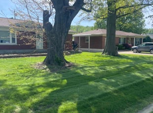 Steven D.'s turf maintenance service result