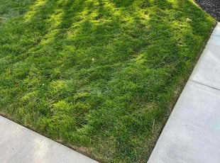 Aaron W.'s lawn service service result