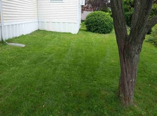 Shawn K.'s lawn care service result