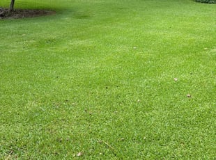 JC S.'s grass cutting service result