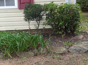 Peggie A.'s Bush Trimming service result