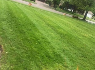 Demetrios V.'s lawn service service result