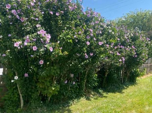 William M.'s grass maintenance service result