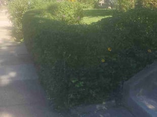 Gordon G.'s Bush Trimming service result