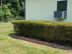 James M.'s Bush Trimming service result