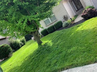 Louis C.'s grass cutting service result