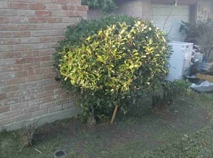 Jewell R.'s Bush Trimming service result