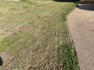Brent M.'s turf care service result