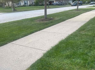 Candice S.'s turf care service result