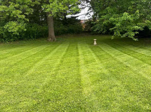 Amy R.'s grass cutting service result