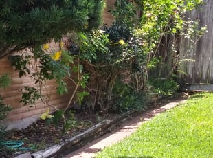 Sofia N.'s Bush Trimming service result