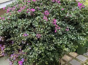 Thomas E.'s Bush Trimming service result