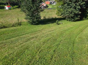 Suzanne W.'s turf care service result