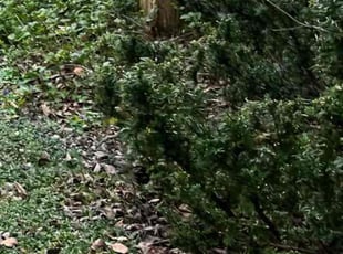 Pat W.'s Bush Trimming service result