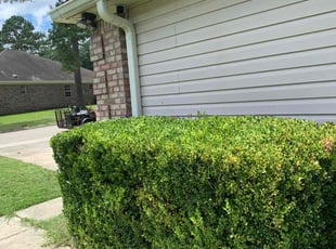 Tanya G.'s Bush Trimming service result