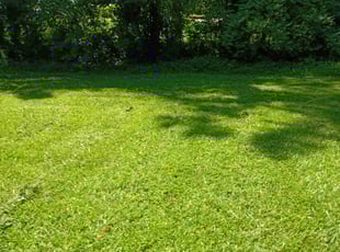 Lisa S.'s grass maintenance service result