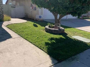 Lorraine A.'s turf maintenance service result