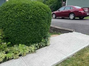 Maurice B.'s Bush Trimming service result