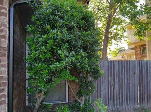 Guy D.'s Bush Trimming service result