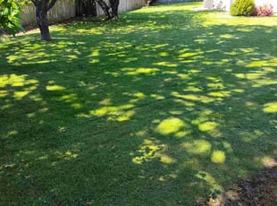Thomas S.'s lawn maintenance service result