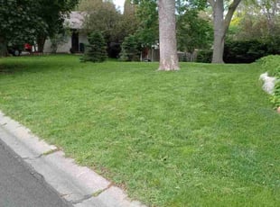 Caroline L.'s grass cutting service result