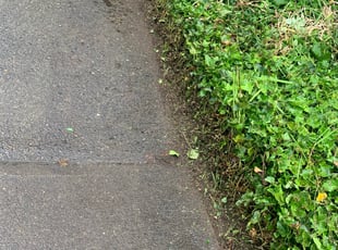 Clifford M.'s Bush Trimming service result