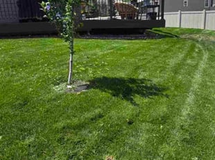 Laura H.'s lawn care services service result