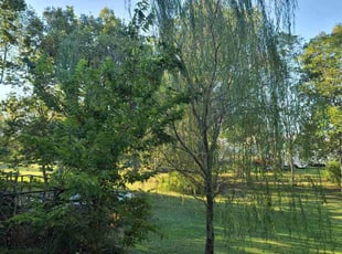 Eunice A.'s lawn care service result